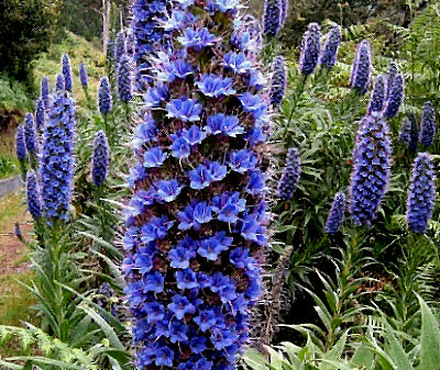 (image for) Echium 'Pattersons Curse' 10 Seeds - Click Image to Close